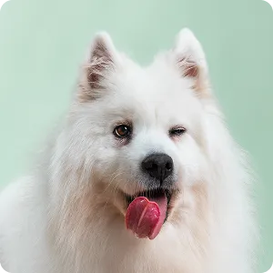 Healthy pups