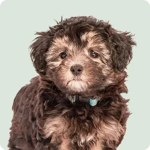 Puppies