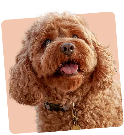 Healthier skin, coat, and nails